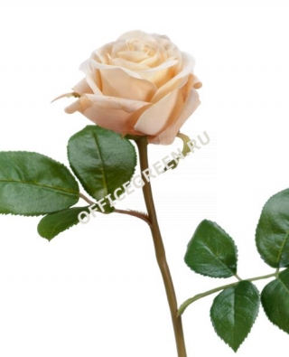 Роза Флорибунда Мидл крем д-8 см