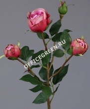 Роза Пале-Рояль ветвь малиново-розовая