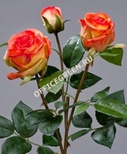 Роза Флорибунда Мидл ветвь золотисто-оранж