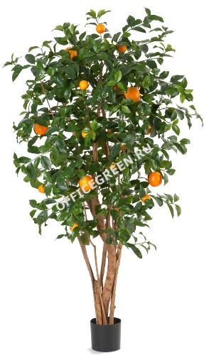Апельсиновое дерево с плодами 180
