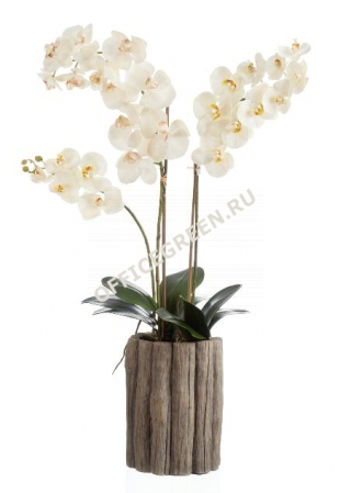 Орхидея Фаленопсис белая (SuperRealTouch) Композиция в кашпо под дерево
