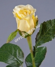 Роза Анабель бледно-золотисто-роз