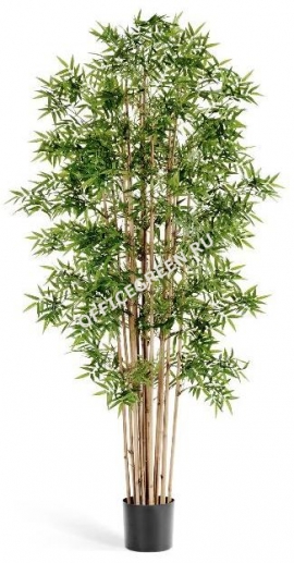 Бамбук Новый японский