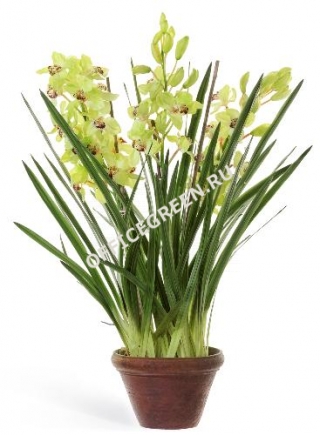 Орхидея Цимбидиум куст большой св.зелен в кашпо