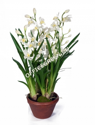 Орхидея Цимбидиум белая большая в кашпо