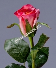 Роза Анабель розовая