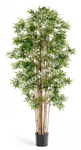 Бамбук Новый японский