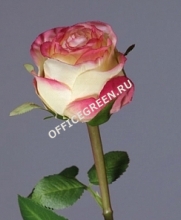 Роза Эсперанса лимонная с розовой каймой