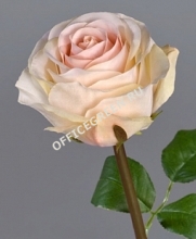 Роза Соло Нью большая крем-роз