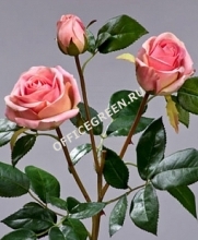 Роза Флорибунда Мидл ветвь нежно-розовая