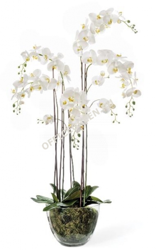 Орхидея Фаленопсис белая с мхом, корнями, землей L150