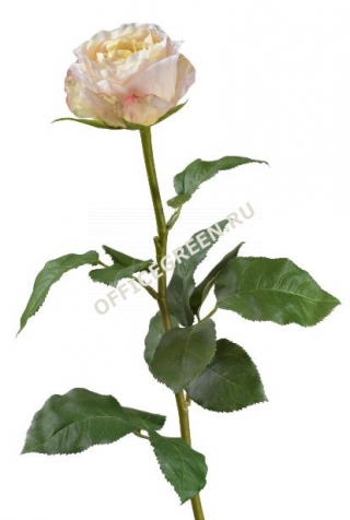 Роза Английская нежно-персиково-розовая