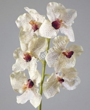 Орхидея Ванда крем с крапинами бордо