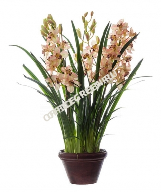 Орхидея Цимбидиум куст св.роз большой в кашпо