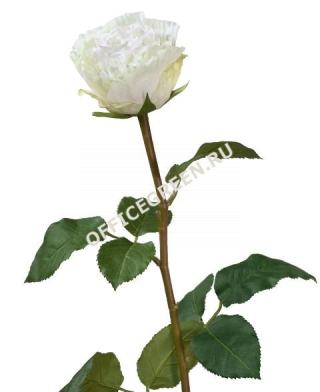 Роза Английская Большая белая
