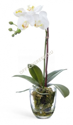 Орхидея Фаленопсис белая с мхом, корнями, землей L40