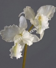 Орхидея Катлея крупная белая 42 см 2цв