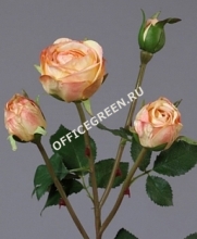 Роза Пале-Рояль ветвь персиково-золотистая