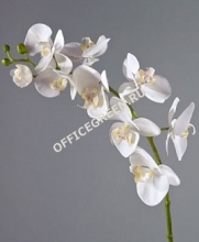Орхидея Фаленопсис Мидл белая