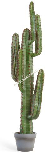 Кактус Цереус Мексиканский