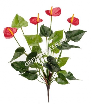 Антуриум Куст де люкс 55 см 4 цветка