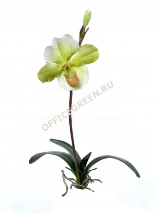 Орхидея Венерин Башмачок белый/лайм с листьями и корнями, землей