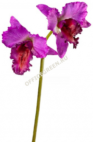 Орхидея Катлея крупная темно-сирен