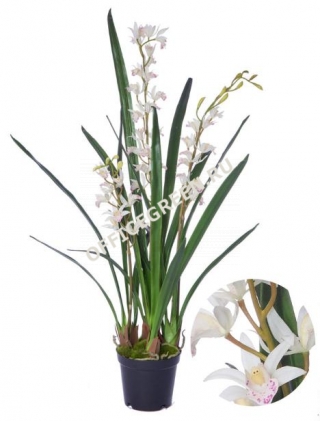 Орхидея Цимбидиум-мини Элегант в кашпо