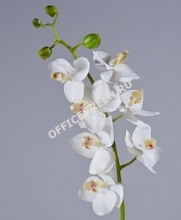 Орхидея Фаленопсис Элегант белая