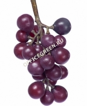 Виноград черный гроздь малая