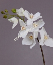 Орхидея Фаленопсис Adelaide белая средняя