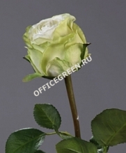 Роза Эсперанса бело-зеленая