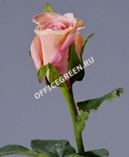 Роза Анабель крем-роз