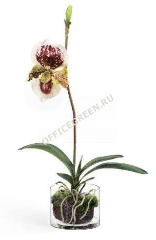 Орхидея Венерин Башмачок бургундия, белый/лайм в стекле с мхом, корнями, землей