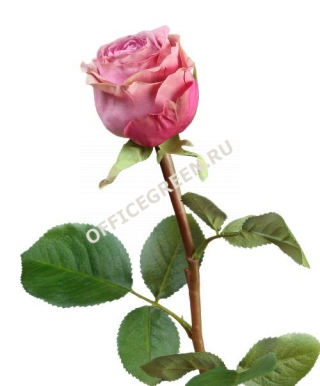 Роза Эсперанса сиренево-розовая с зел.каймой